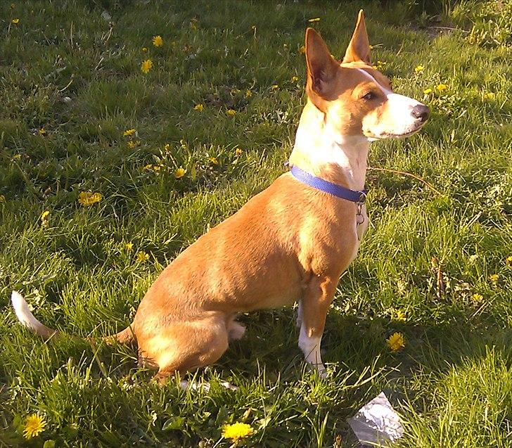 Blanding af racer Benjii billede 7