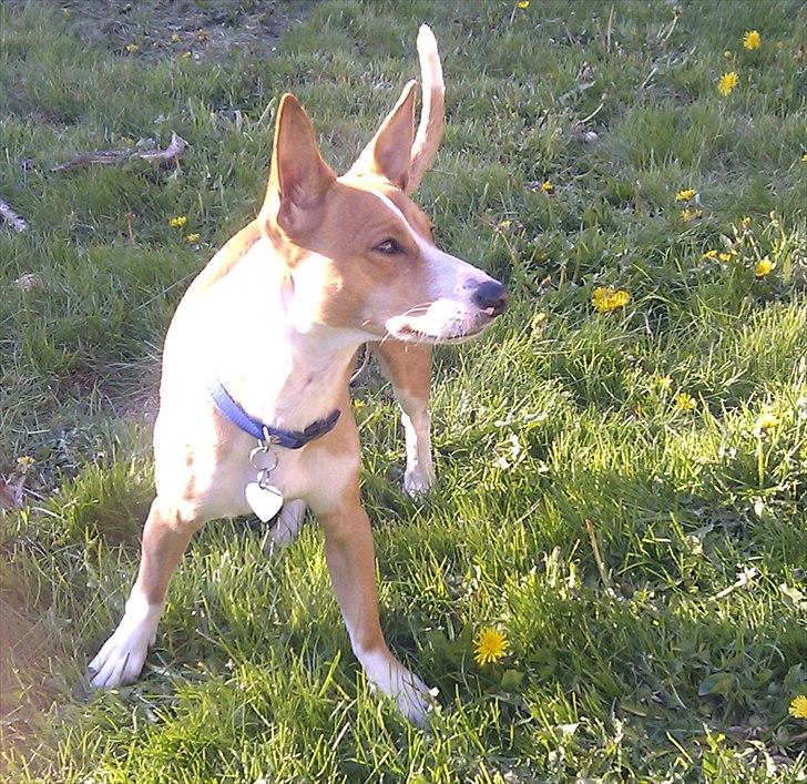 Blanding af racer Benjii billede 8