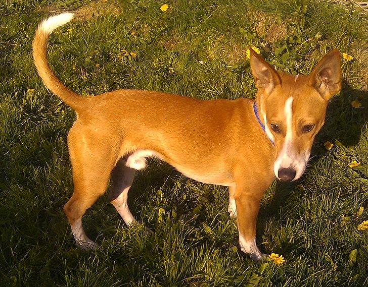 Blanding af racer Benjii billede 9