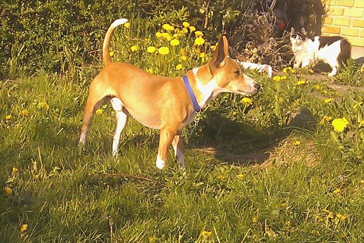 Blanding af racer Benjii billede 10