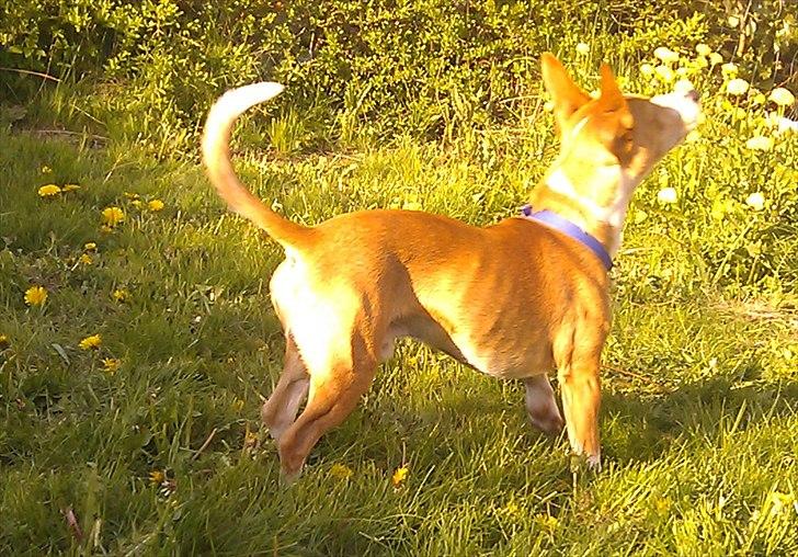 Blanding af racer Benjii billede 11