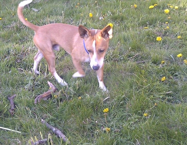 Blanding af racer Benjii billede 12