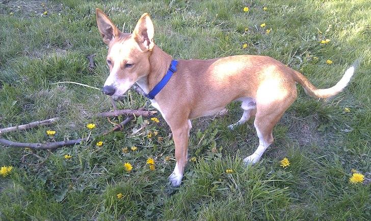 Blanding af racer Benjii billede 13