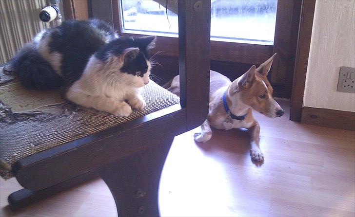 Blanding af racer Benjii billede 14