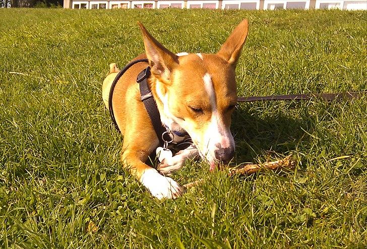 Blanding af racer Benjii billede 15