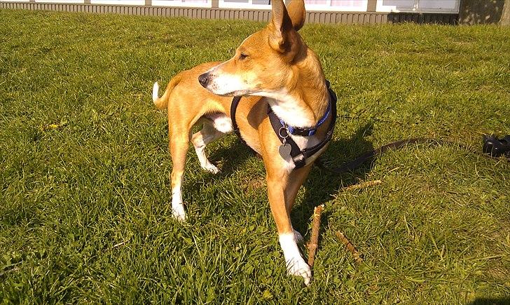 Blanding af racer Benjii billede 16