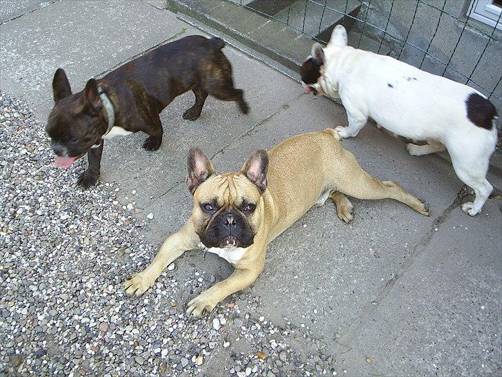 Fransk bulldog Carlos billede 9