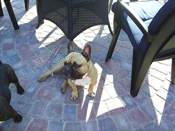 Fransk bulldog Carlos billede 6