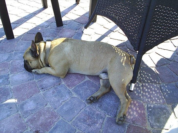 Fransk bulldog Carlos billede 10