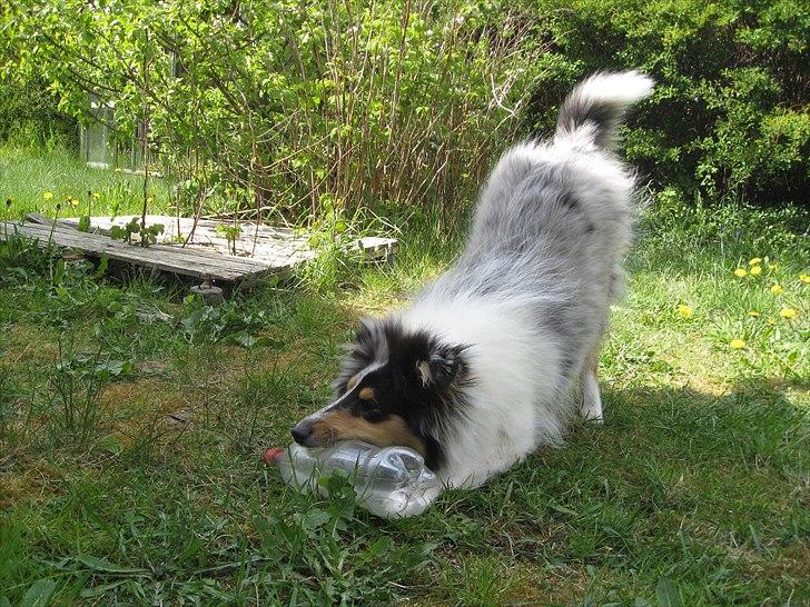 Collie langhåret Zeus billede 11