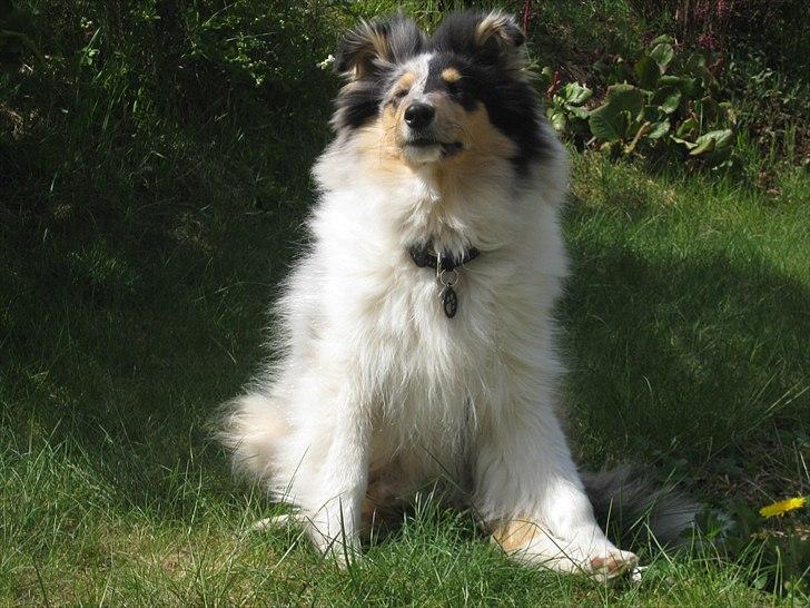 Collie langhåret Zeus billede 12