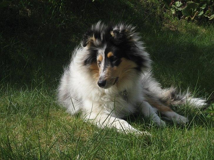 Collie langhåret Zeus billede 13