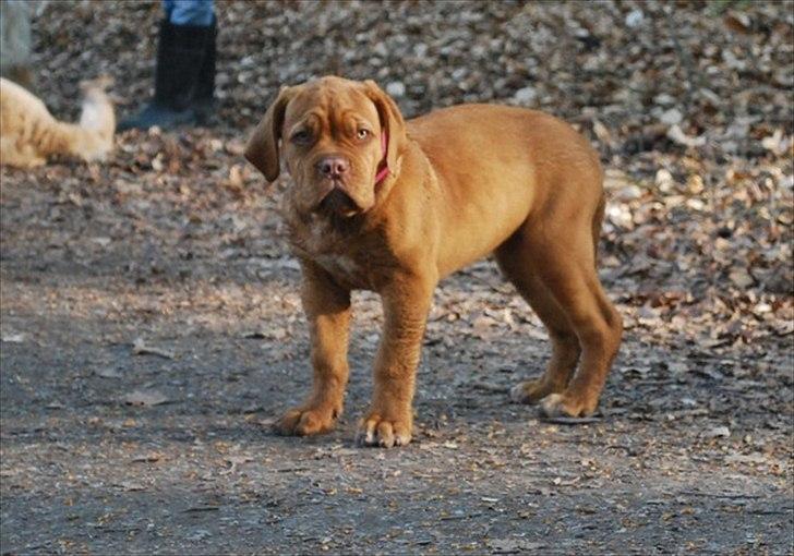 Dogue de bordeaux Golden Goddess Nairobi billede 2
