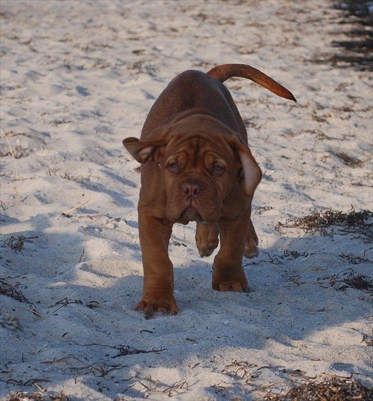 Dogue de bordeaux Golden Goddess Nairobi billede 4