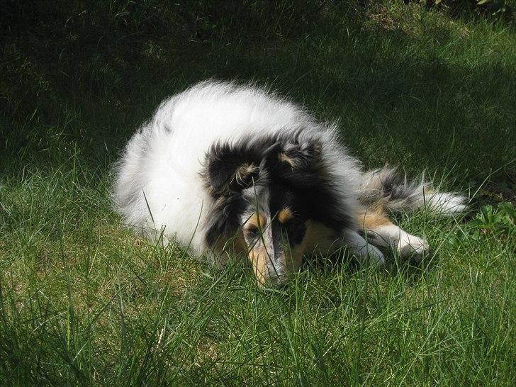 Collie langhåret Zeus billede 14