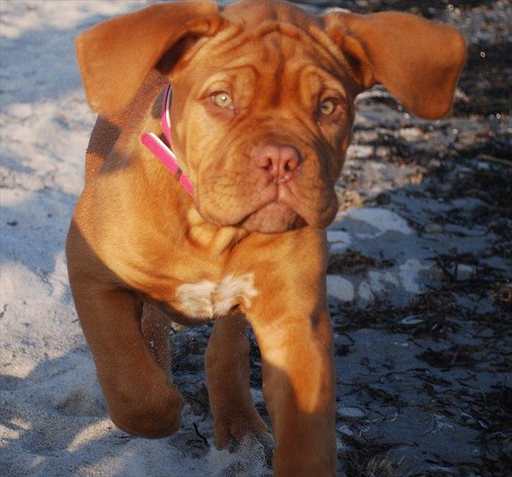Dogue de bordeaux Golden Goddess Nairobi billede 3