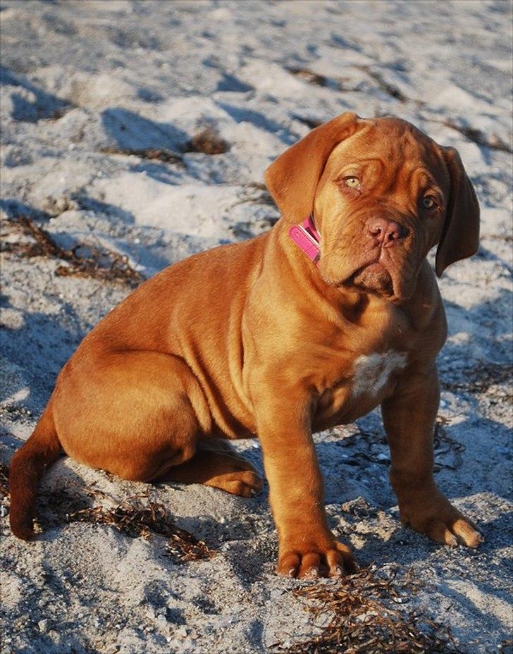 Dogue de bordeaux Golden Goddess Nairobi billede 5