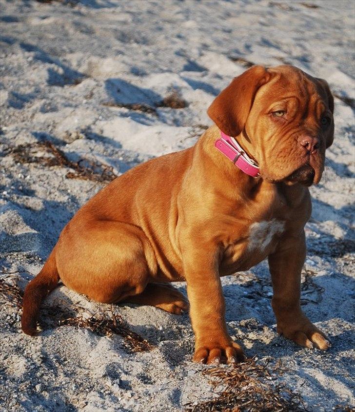 Dogue de bordeaux Golden Goddess Nairobi billede 8