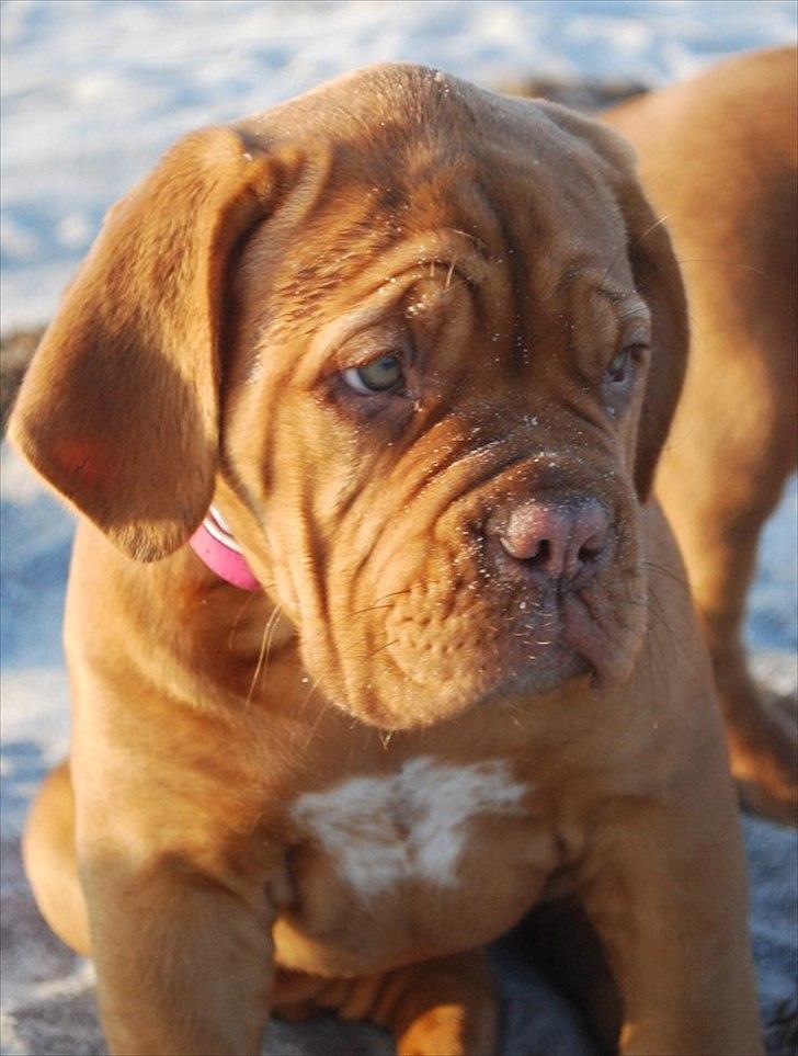 Dogue de bordeaux Golden Goddess Nairobi billede 1