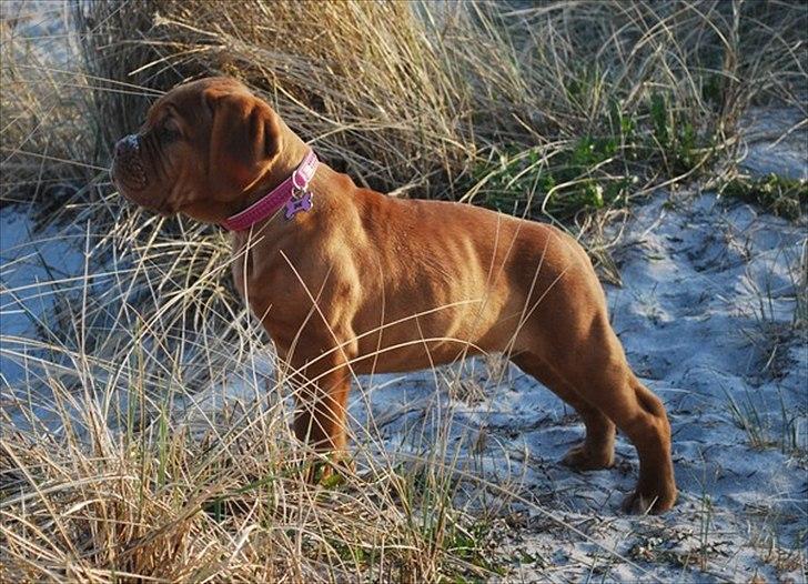 Dogue de bordeaux Golden Goddess Nairobi billede 6