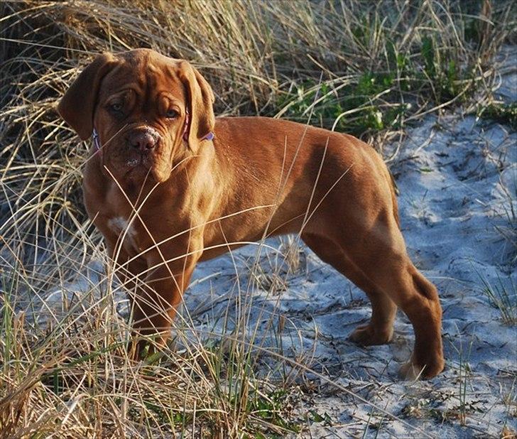 Dogue de bordeaux Golden Goddess Nairobi billede 7