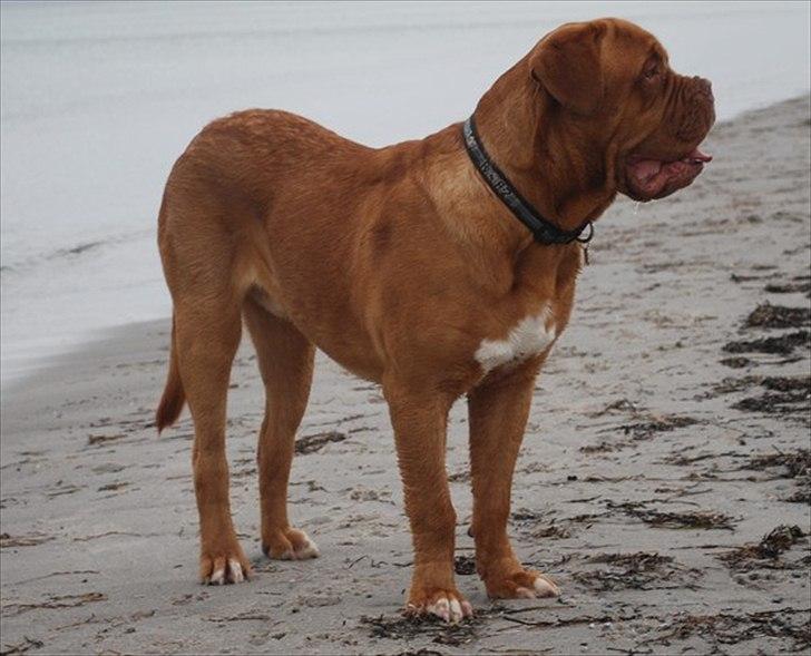 Dogue de bordeaux Tristan billede 2
