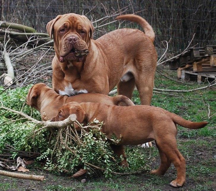 Dogue de bordeaux Tristan billede 3