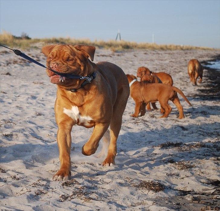 Dogue de bordeaux Tristan billede 4