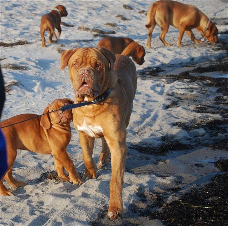Dogue de bordeaux Tristan billede 5