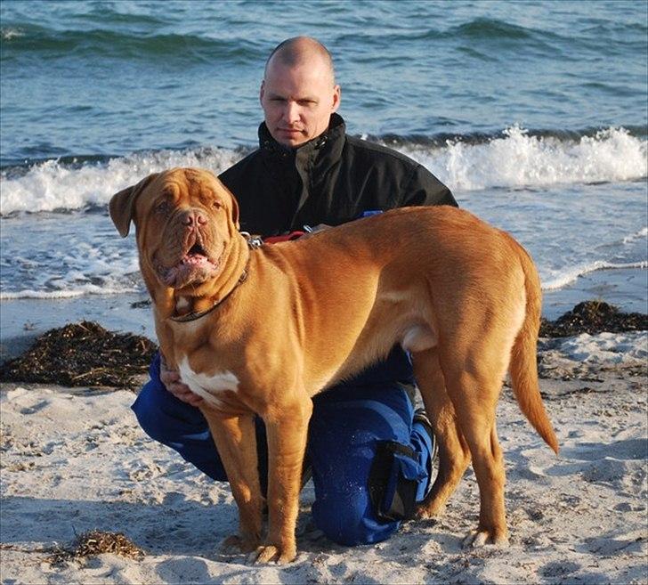 Dogue de bordeaux Tristan billede 6