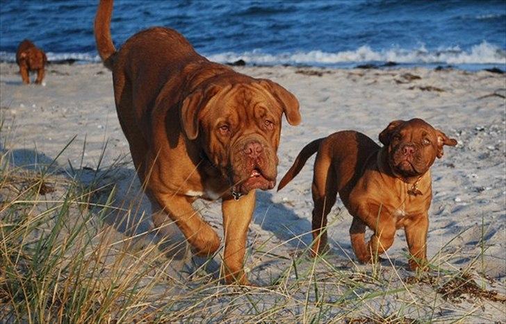 Dogue de bordeaux Tristan billede 7