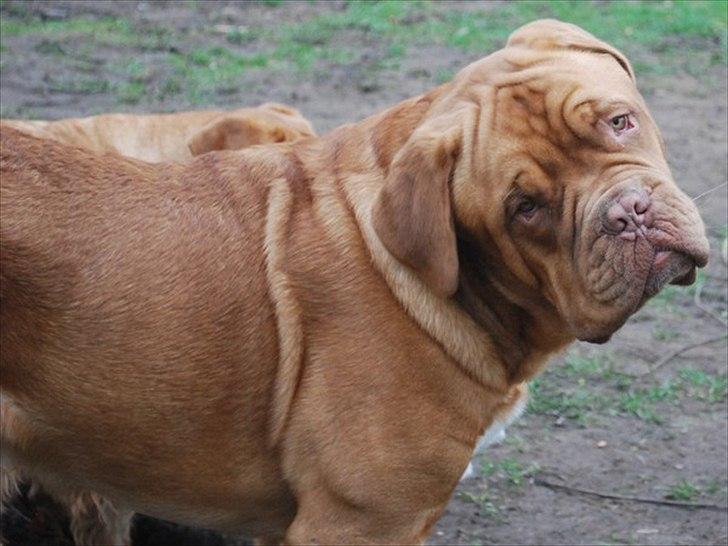 Dogue de bordeaux Tristan billede 1