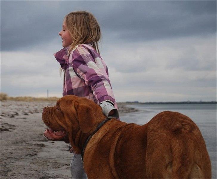 Dogue de bordeaux Tristan billede 8