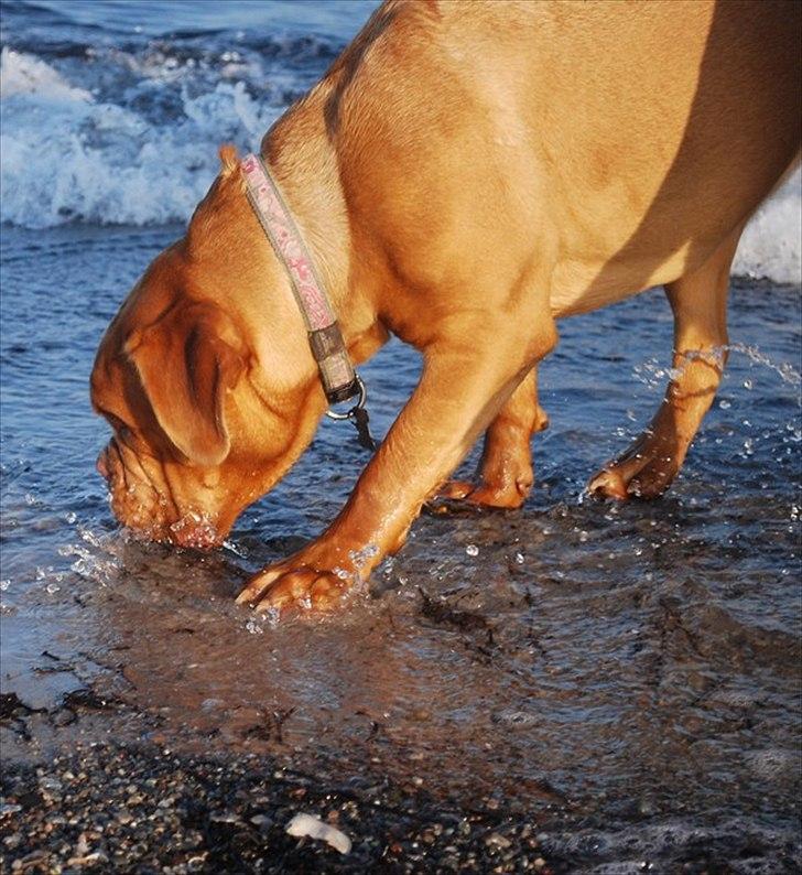 Dogue de bordeaux Thilda billede 3