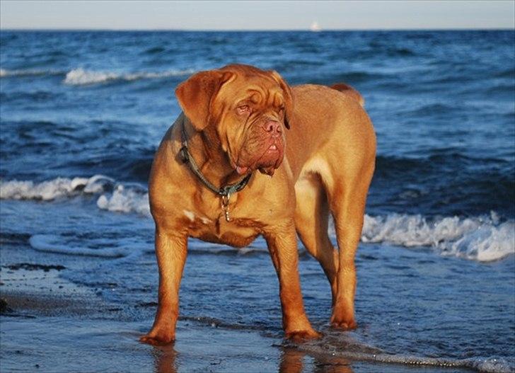 Dogue de bordeaux Thilda billede 1