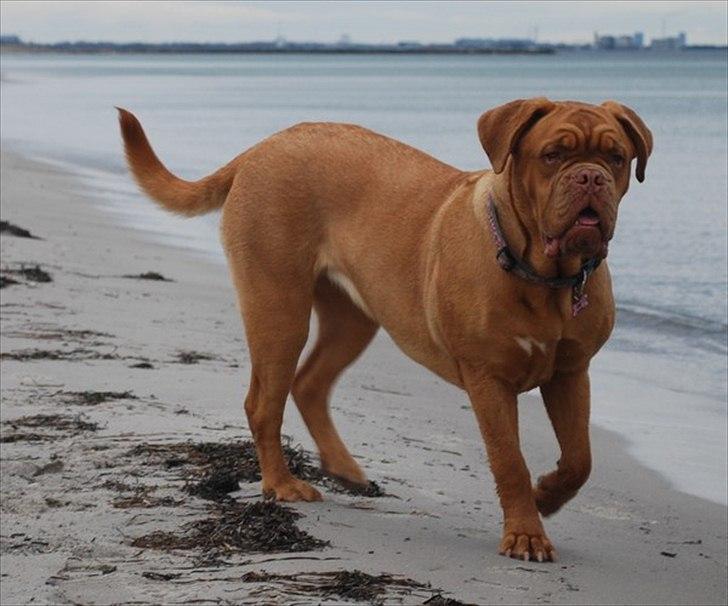 Dogue de bordeaux Thilda billede 5