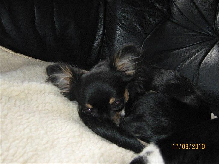 Chihuahua Cookie TAR IKKE IMOD UDFO billede 9