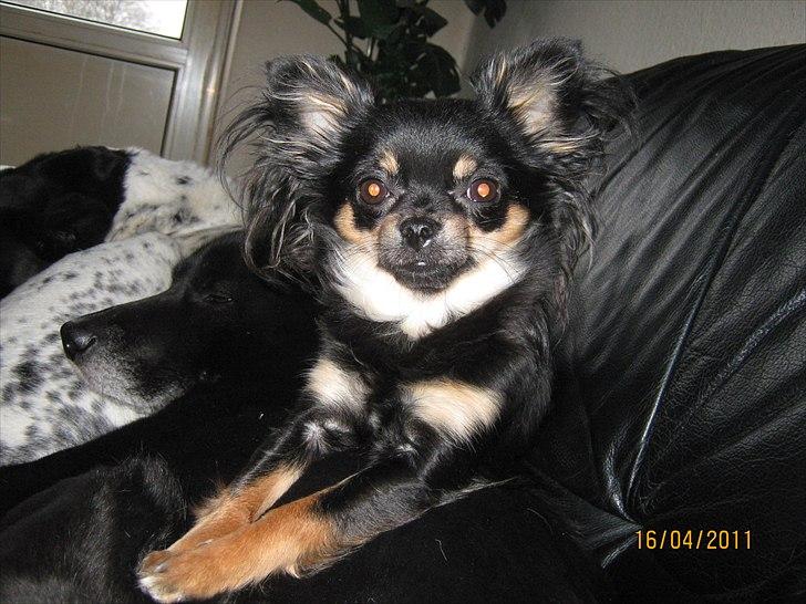 Chihuahua Cookie TAR IKKE IMOD UDFO - Cookie efter leg med Beauty, sjask våd og lugter som en død makrel, men så`n kan skønheden også se ud, som et "uhyre"  ;-) billede 10