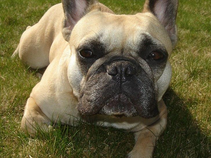 Fransk bulldog Quaisy-Molly - Molly billede 2