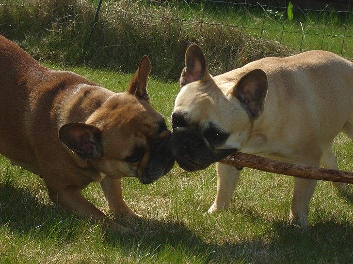 Fransk bulldog Quaisy-Molly - Carla og Molly billede 4