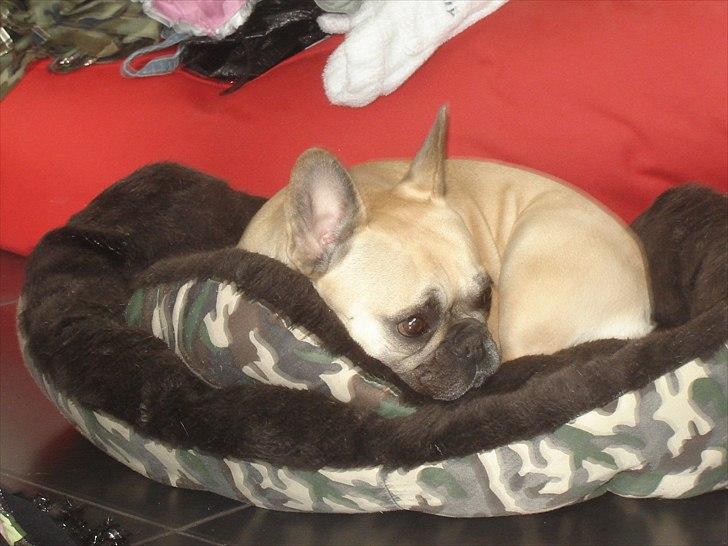 Fransk bulldog Quaisy-Molly - Molly billede 5