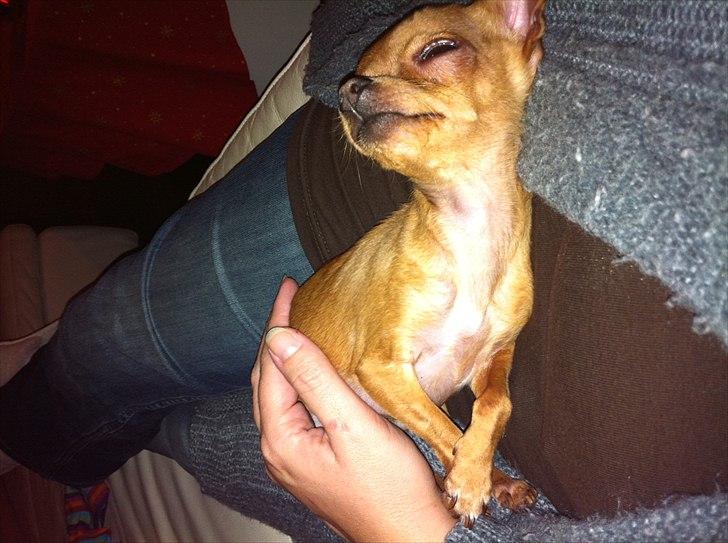 Chihuahua NIKO billede 10