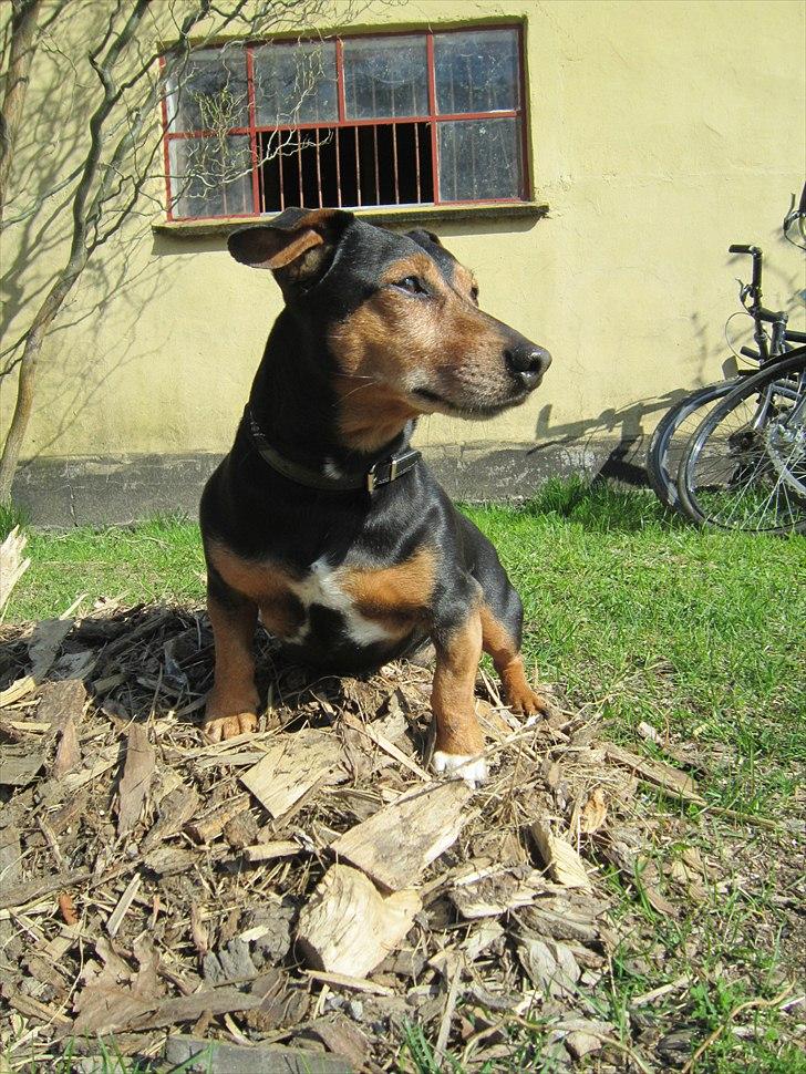 Blanding af racer Jack - Charmetrolden billede 14