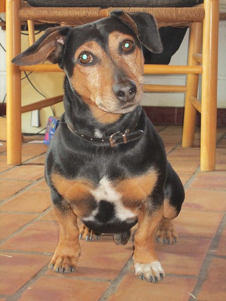 Blanding af racer Jack - Charmetrolden billede 15