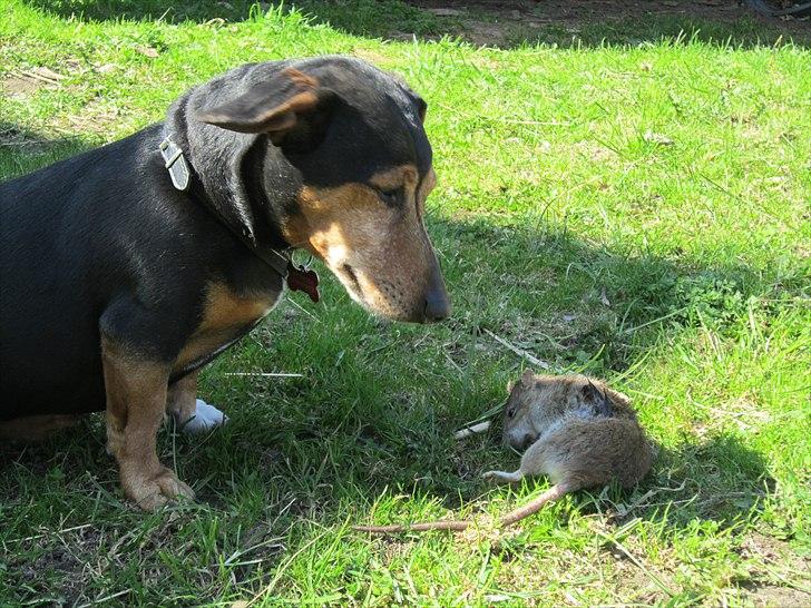 Blanding af racer Jack - Charmetrolden billede 16