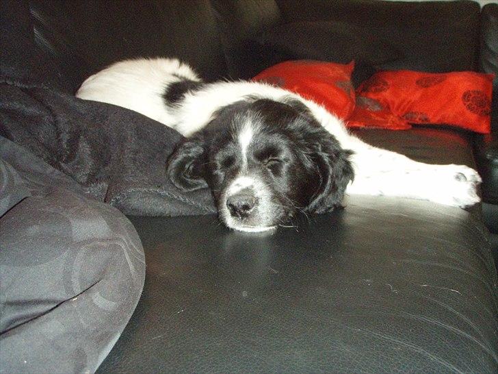 Stabijhoun Cazey billede 4