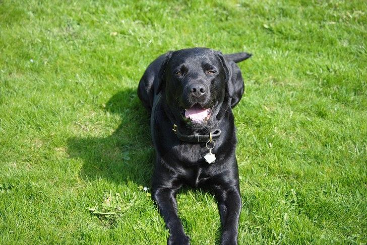 Labrador retriever Max (16.06.2008 - 10.06.2020) billede 18