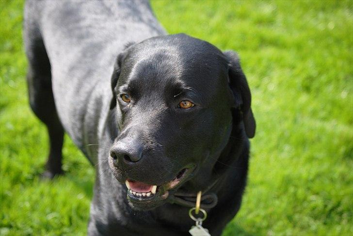 Labrador retriever Max (16.06.2008 - 10.06.2020) billede 19
