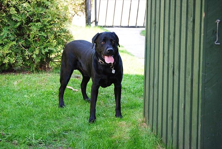 Labrador retriever Max (16.06.2008 - 10.06.2020) billede 20