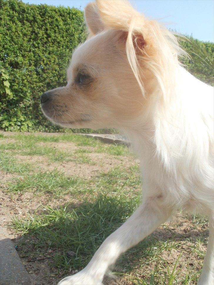 Chihuahua Tequila billede 1